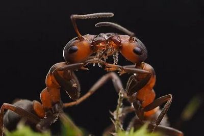 Уничтожение муравьев Ногинск